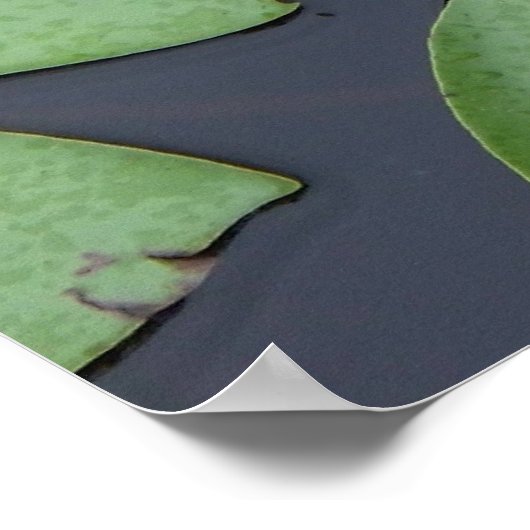 Lily Pad Poster (Hoek)