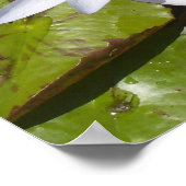 Lily Pad Print (Hoek)