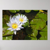 Lily Pad Print (Voorkant)