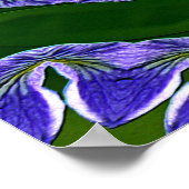 Lily pad sterren.... poster (Hoek)
