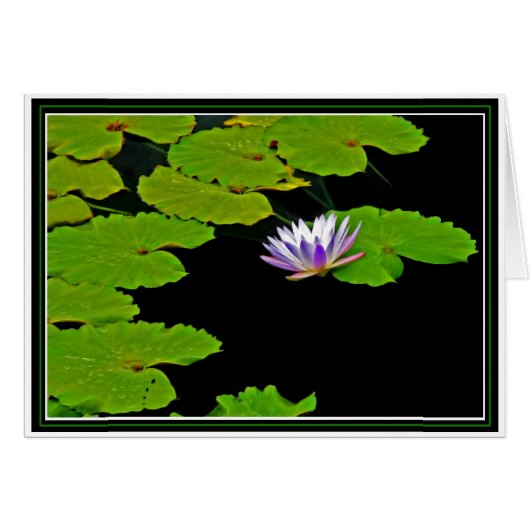 Lily Pads (Voorkant Horizontaal)