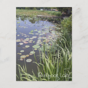 Lily Pads bij Reelfoot Lake Briefkaart