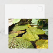 Lily Pads Briefkaart (Voorkant / Achterkant)