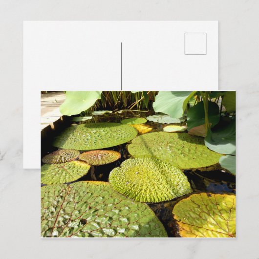 Lily Pads Briefkaart (Voorkant / Achterkant)
