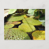 Lily Pads Briefkaart (Voorkant)