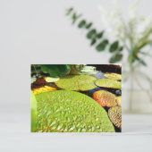 Lily Pads Briefkaart (Staand voorkant)