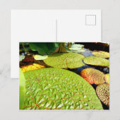 Lily Pads Briefkaart (Voorkant / Achterkant)
