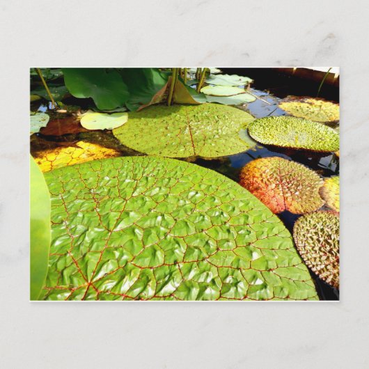 Lily Pads Briefkaart (Voorkant)