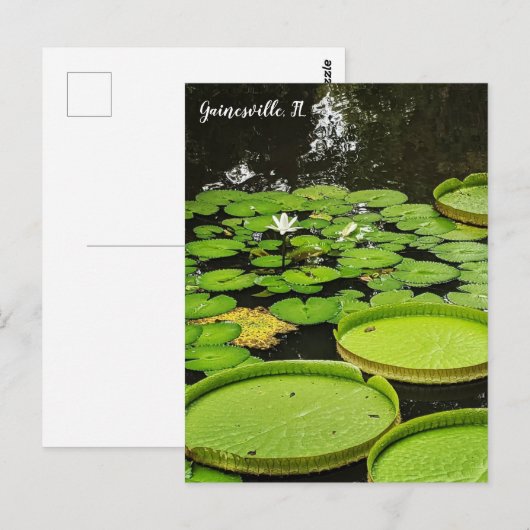 Lily Pads Briefkaart (Voorkant / Achterkant)