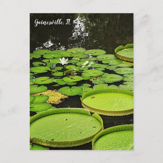 Lily Pads Briefkaart (Voorkant)
