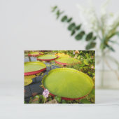 Lily Pads Briefkaart (Staand voorkant)