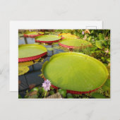 Lily Pads Briefkaart (Voorkant / Achterkant)