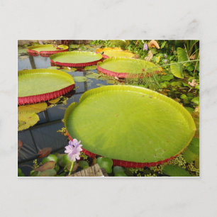 Lily Pads Briefkaart