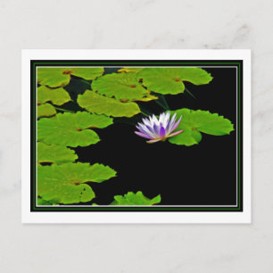 Lily Pads Briefkaart