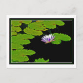 Lily Pads Briefkaart (Voorkant)