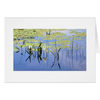 Lily Pads en Lake Grass