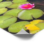Lily pads en Lotus Flowers Poster (Hoek)