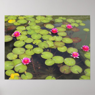 Lily pads en Lotus Flowers Poster
