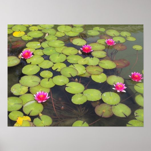 Lily pads en Lotus Flowers Poster (Voorkant)