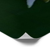 Lily Pads en Lotus Poster (Hoek)