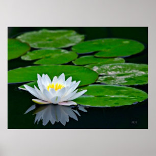 Lily Pads en Lotus Poster