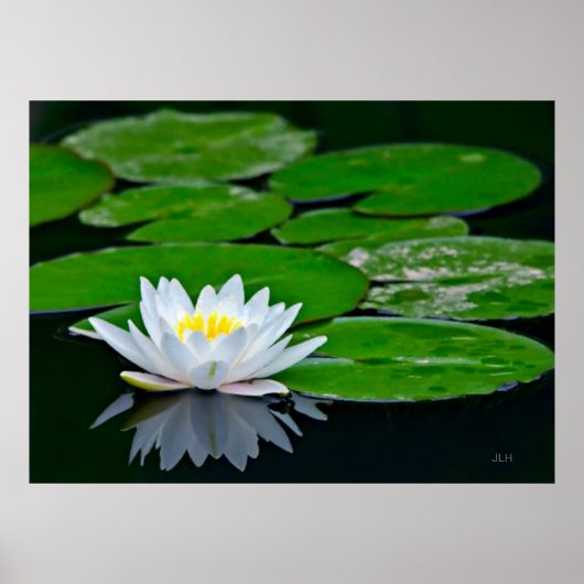 Lily Pads en Lotus Poster (Voorkant)