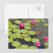Lily Pads en Lotus Zen Post Card Briefkaart (Voorkant / Achterkant)
