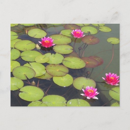 Lily Pads en Lotus Zen Post Card Briefkaart (Voorkant)