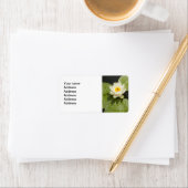 Lily Pads en witte Lotus Bloem Etiket (Insitu)