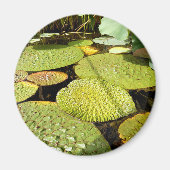 Lily Pads Magnet (Voorkant)