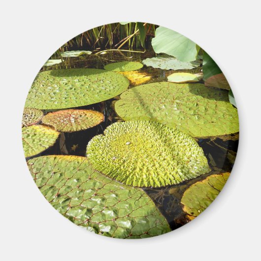 Lily Pads Magnet (Voorkant)