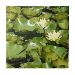 Lily Pads met Blooms Ceramic Photo Tile Tegeltje