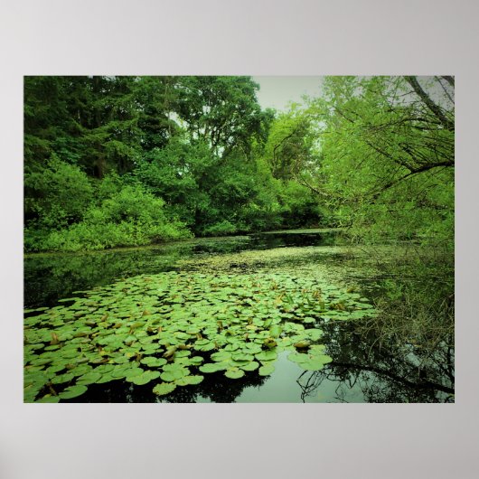 Lily Pads op de Pond Poster (Voorkant)
