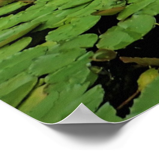 Lily Pads op de Pond Poster (Hoek)