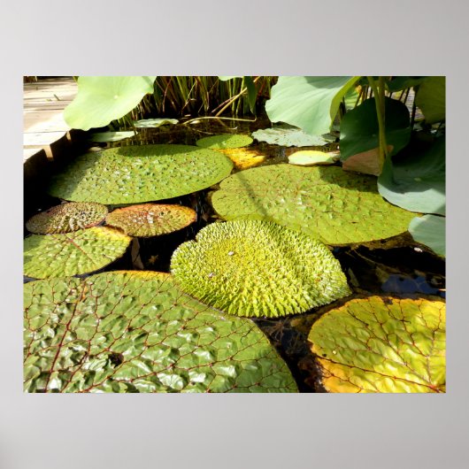 Lily Pads Poster (Voorkant)