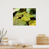 Lily Pads Poster (Keuken)