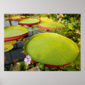 Lily Pads Poster (Voorkant)