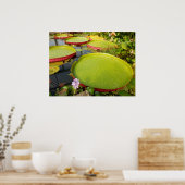 Lily Pads Poster (Keuken)