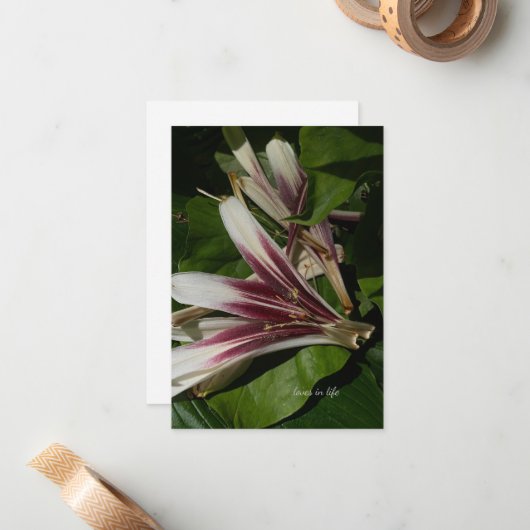 Lily Petals Notitiekaartje (Voorkant / Achterkant in situ)