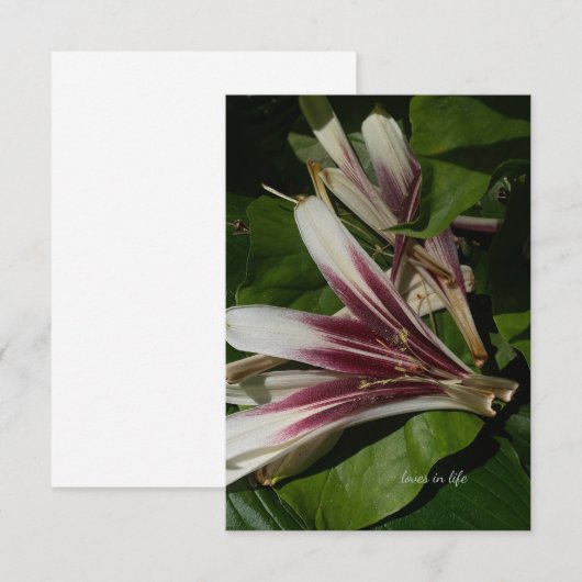 Lily Petals Notitiekaartje (Voorkant / Achterkant)