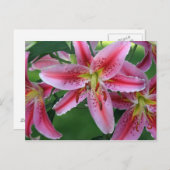 Lily Pink Stargazer Briefkaart (Voorkant / Achterkant)