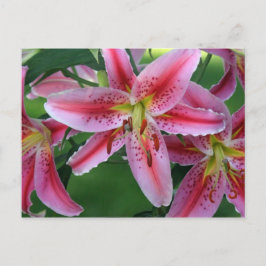 Lily Pink Stargazer Briefkaart