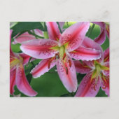 Lily Pink Stargazer Briefkaart (Voorkant)