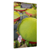 Lily Pond Clipboard Klembord (Rechts)