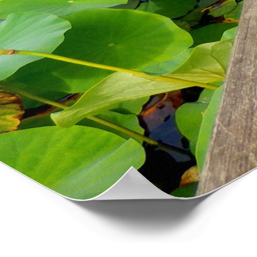 Lily Pond Poster (Hoek)