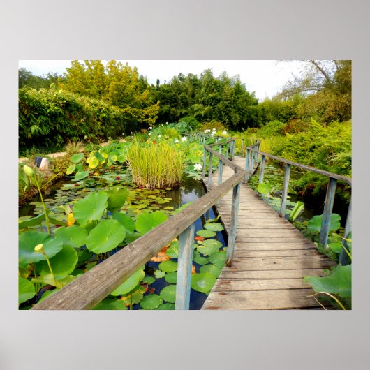Lily Pond Poster (Voorkant)