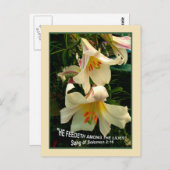 LILY Post Card Briefkaart (Voorkant / Achterkant)