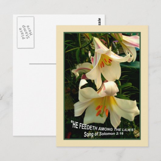 LILY Post Card Briefkaart (Voorkant / Achterkant)