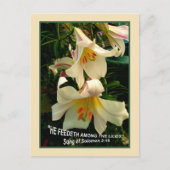 LILY Post Card Briefkaart (Voorkant)