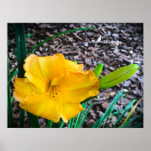 Lily Poster (Voorkant)